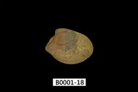 藏品(銀錦蛤)的圖片